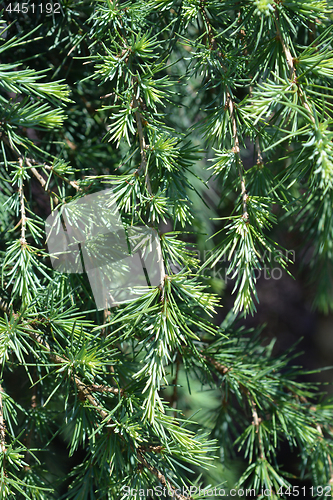 Image of Deodar cedar