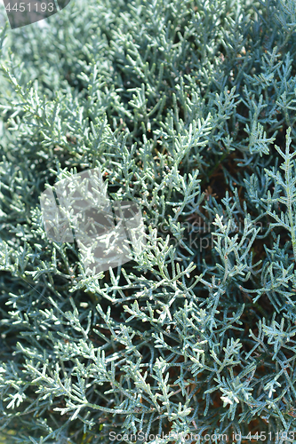 Image of Blue Arizona cypress