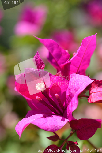 Image of Bougainvillea flower