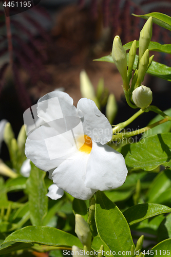 Image of White mandevilla