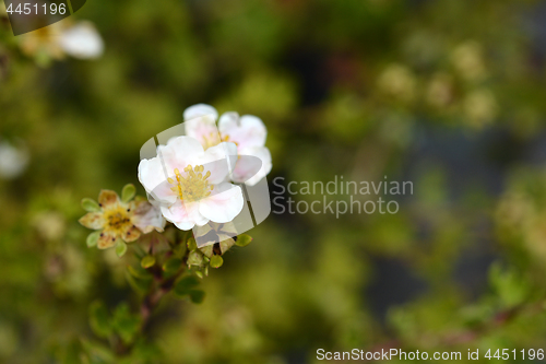 Image of Shrubby cinquefoil