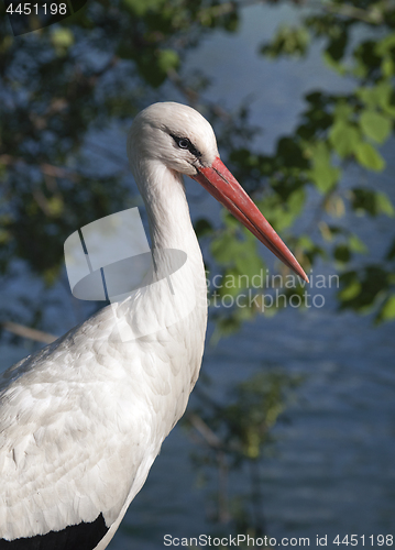 Image of Profile of a white stork