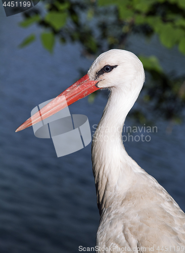 Image of Profile of a white stork