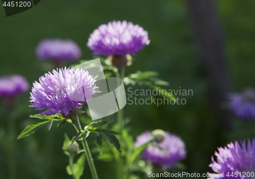 Image of Purple flowers in a meadow