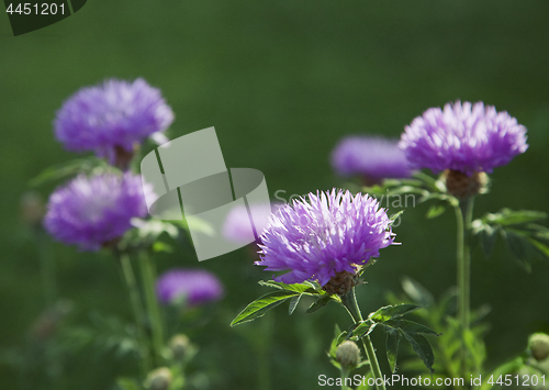 Image of Purple flowers in a meadow