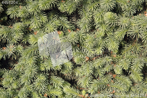 Image of Conifer branches texture