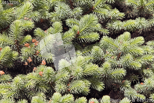 Image of Conifer branches texture