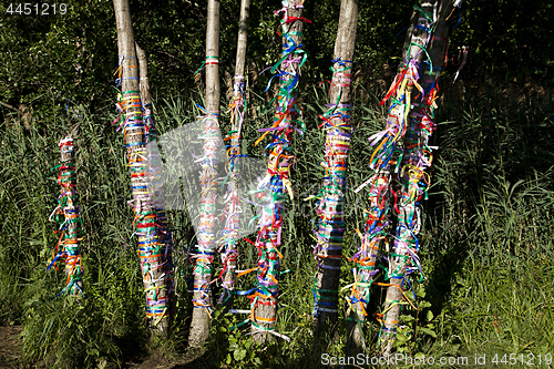 Image of Multi-colored ribbons on a tree