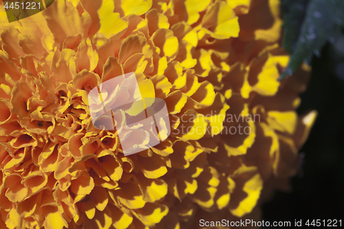 Image of Marigold flower, macro