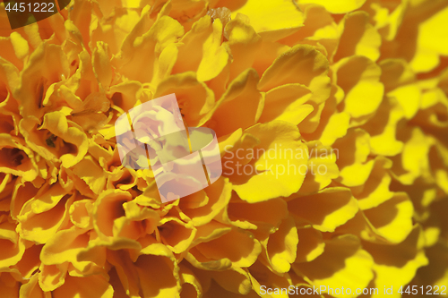 Image of Marigold flower, macro