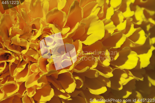 Image of Marigold flower, macro