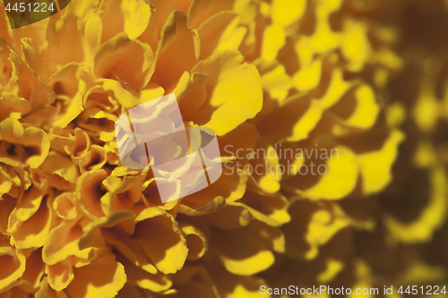 Image of Marigold flower, macro