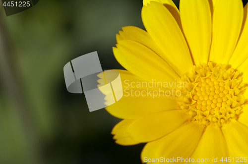 Image of Yellow flower, macro