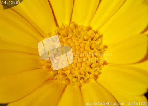 Image of Yellow flower, macro