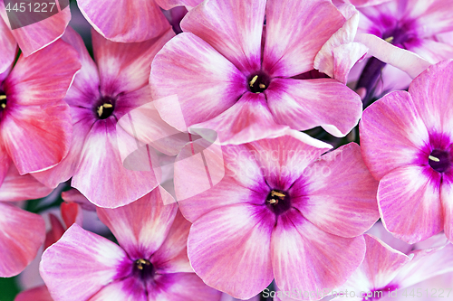 Image of Pink flowers background