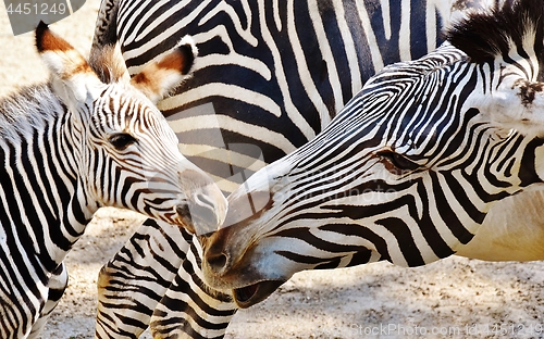 Image of Zebra Mother and Calf