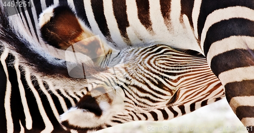 Image of Zebra Mother and Calf