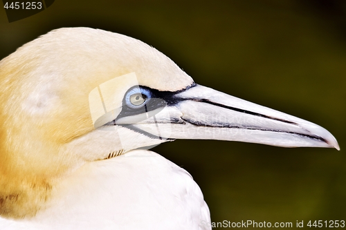 Image of Portait of a Gannet