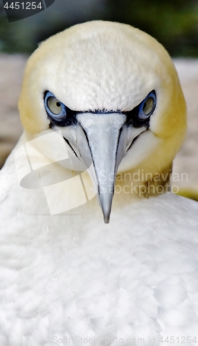 Image of Portait of a Gannet