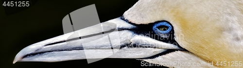 Image of Portait of a Gannet