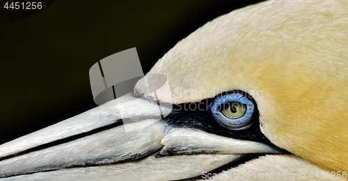 Image of Portait of a Gannet