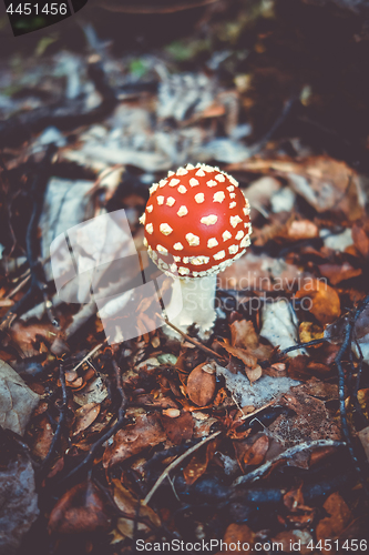 Image of Amanita muscaria. fly agaric toadstool