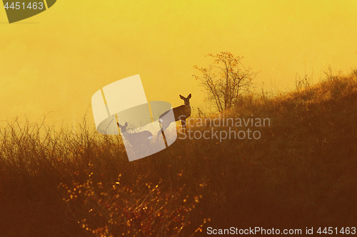 Image of roe deers in orange light of dawn