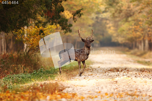 Image of beautiful fallow deer stag in autumn woods