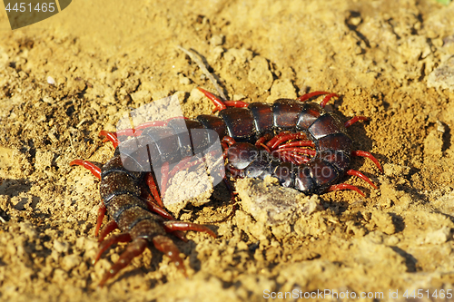 Image of megarian banded centiped on the ground