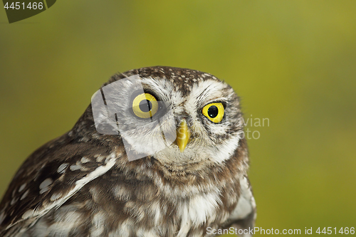 Image of portrait of cute little owl