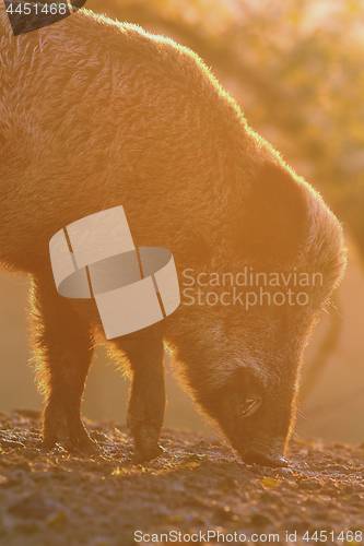 Image of closeup of large wild boar at dawn