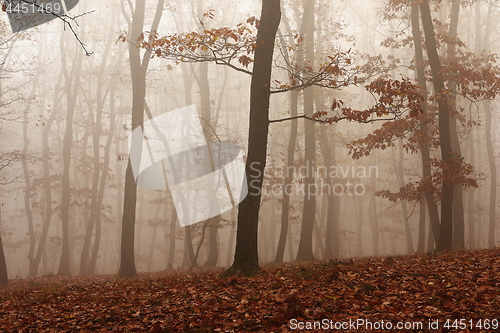 Image of fog through the forest