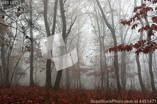 Image of beautiful forest in misty morning