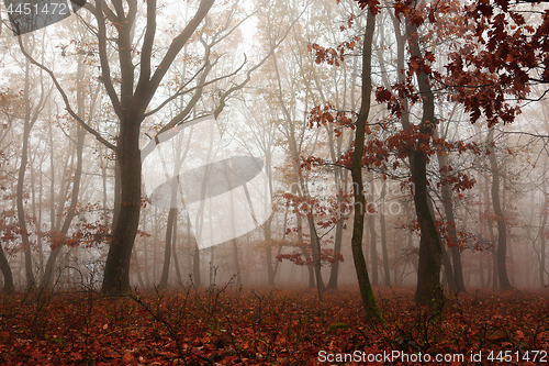 Image of colorful forest in autumn season