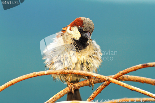 Image of cute house sparrow male