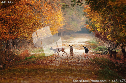 Image of fallow deers in colorful autumn forest