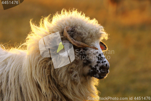 Image of portrait of young white ram