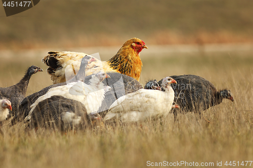 Image of large brown hen with guinea fowls