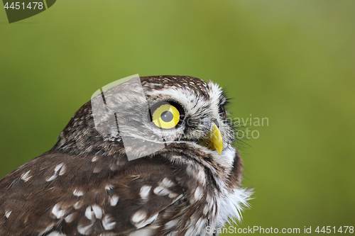 Image of portrait of beautiful Athene noctua