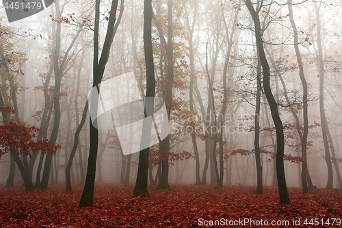 Image of mist in the woods, autumn season