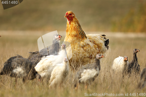 Image of domestic hen with guineafowl flock