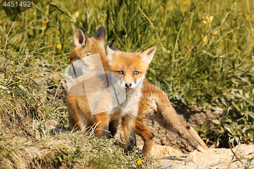 Image of tiny european red fox cub