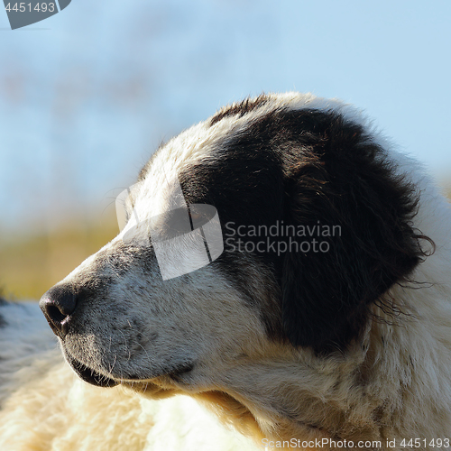 Image of portrait of romanian shepherd dog