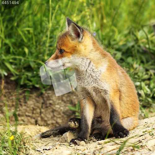 Image of closeup of young red fox