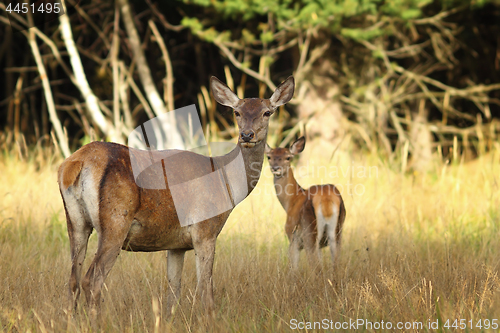 Image of red deer doe with calf in natural habitat