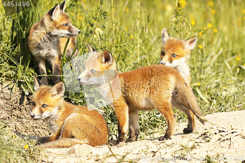 Image of cute little red fox cubs in natural environment