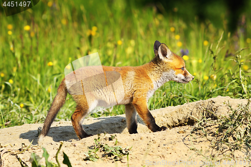 Image of cute young red fox 