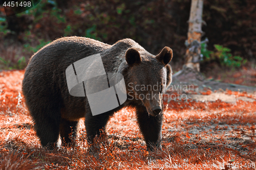 Image of huge brown bear in the wild