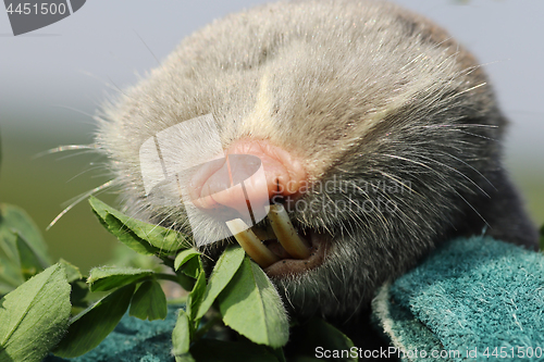 Image of macro portrait of lesser mole rat