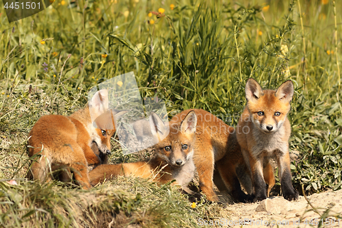 Image of family of young red foxes